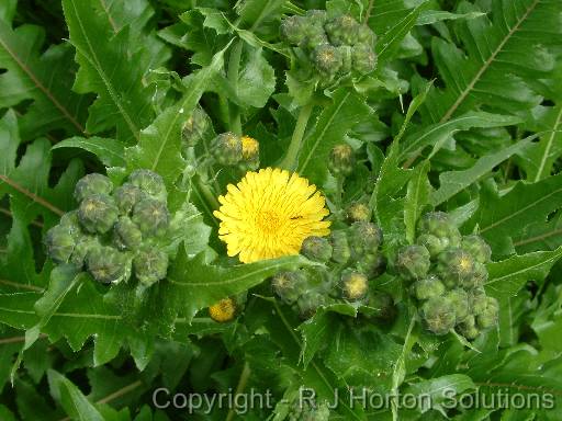 Sonchus Hierrensis (Canary Islands) 